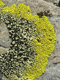 ���������� �����������