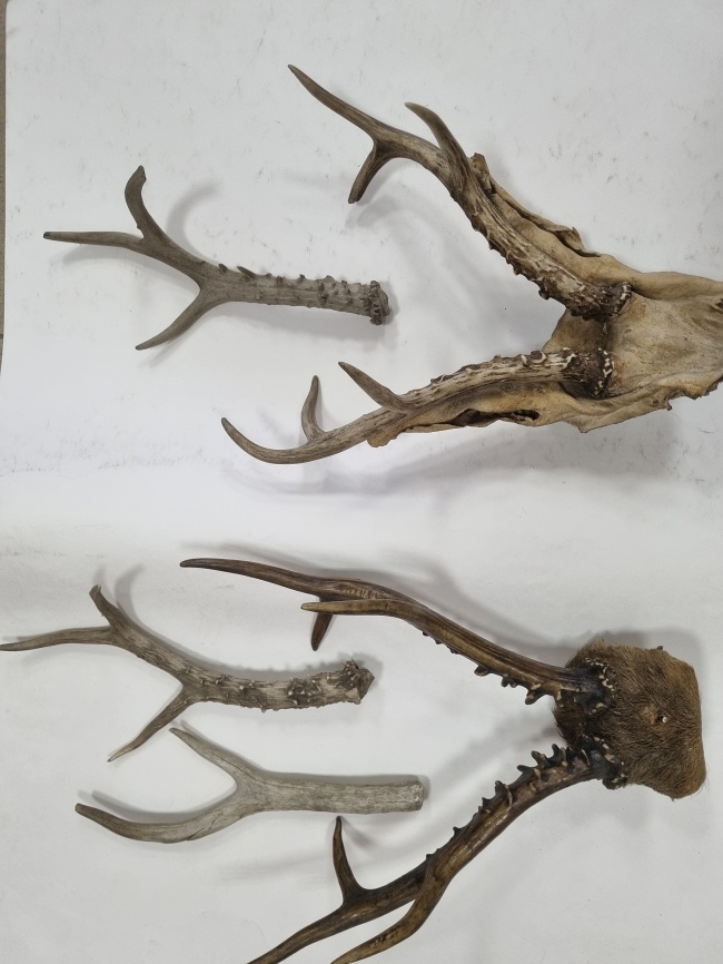 ���� ������