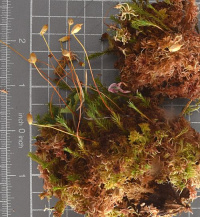 ���������� ������