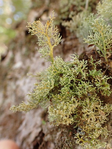 ���������� ����������