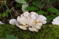 �������� ����������������