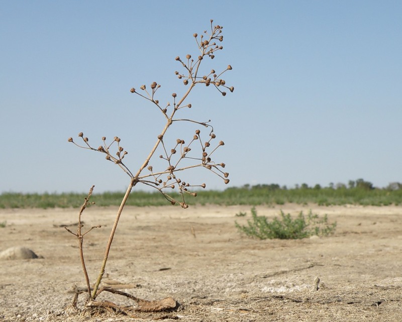 ������� �����������