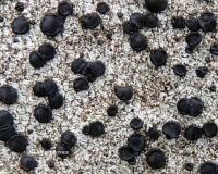 �������� �����������, �������� ��������