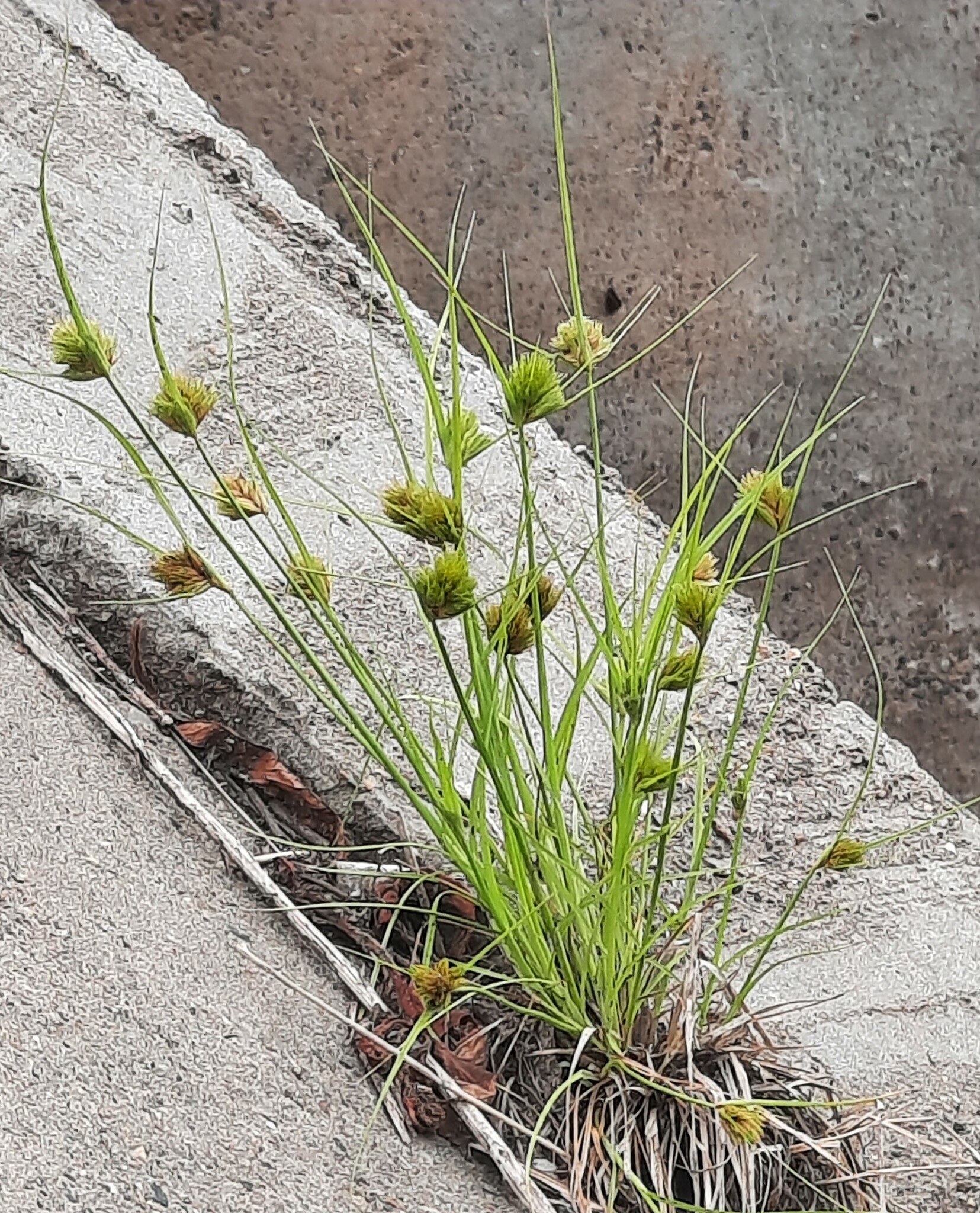 ����� ���������