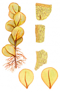 ��������� �������