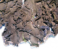 ��������� ���������