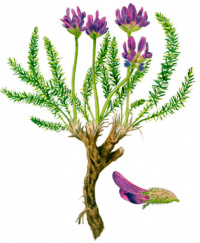 ������������� ����������