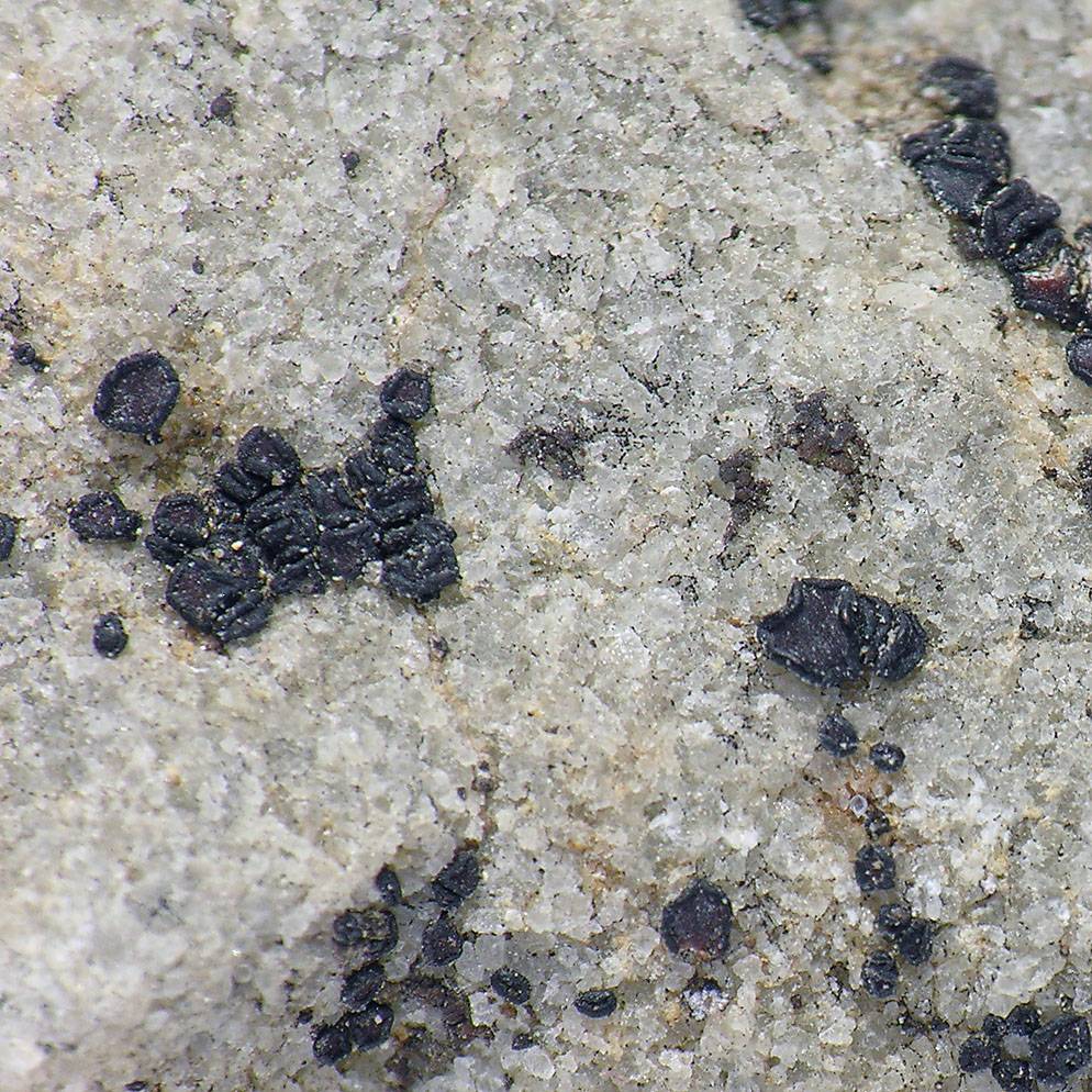 ����������� �������