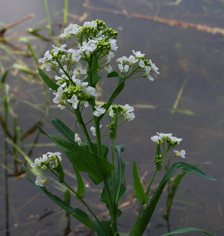 ���� ���������������