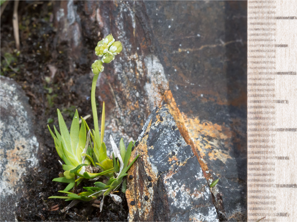 ��������� ���������