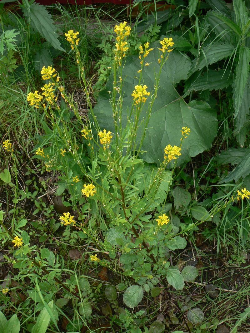 ������� ����������