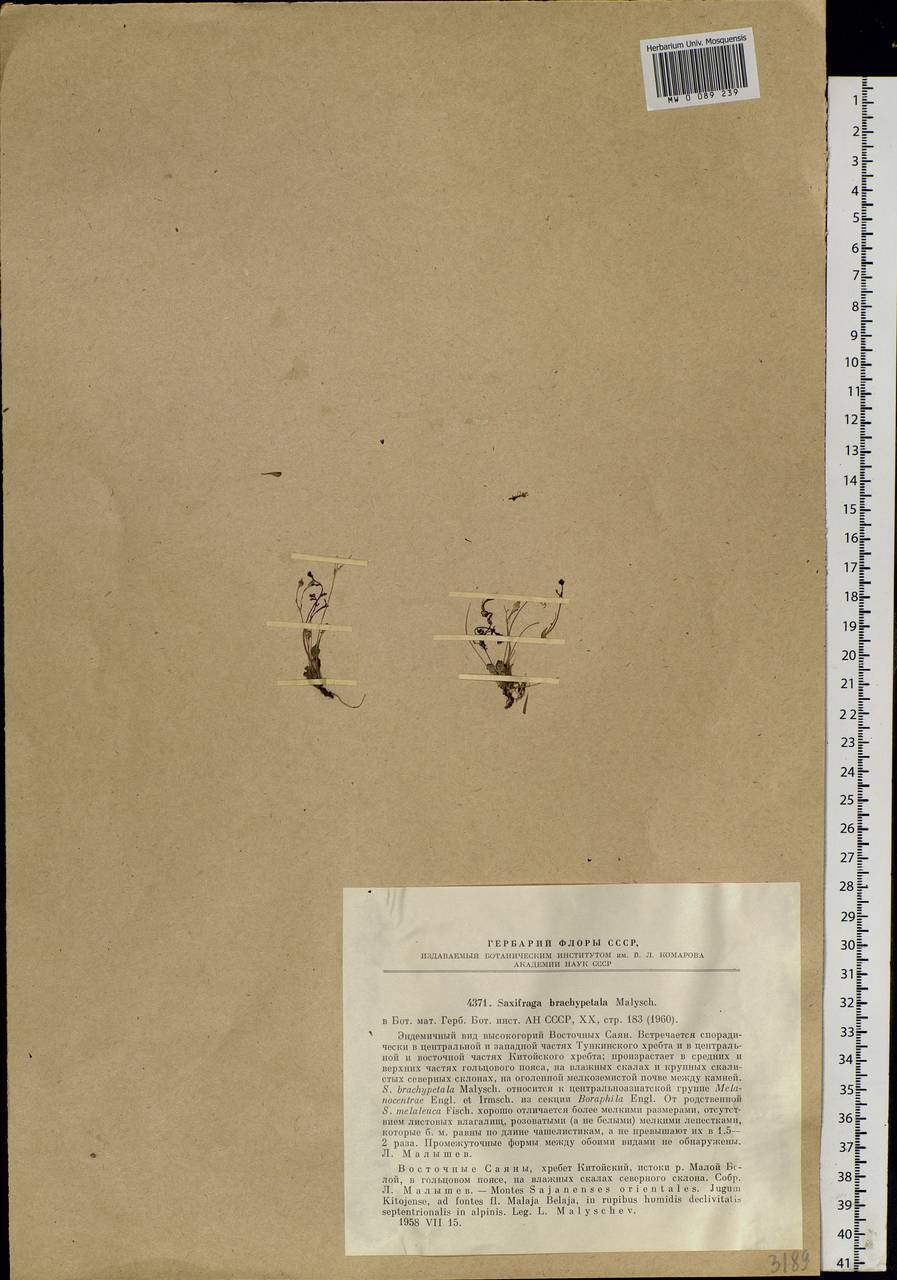 ���������� ������������������