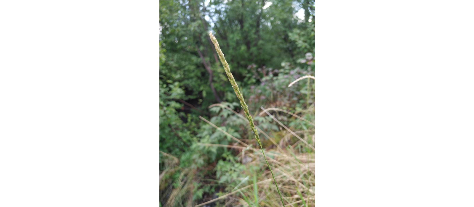 �������� �������������