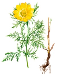 ���������� ��������� (���������� �����������)