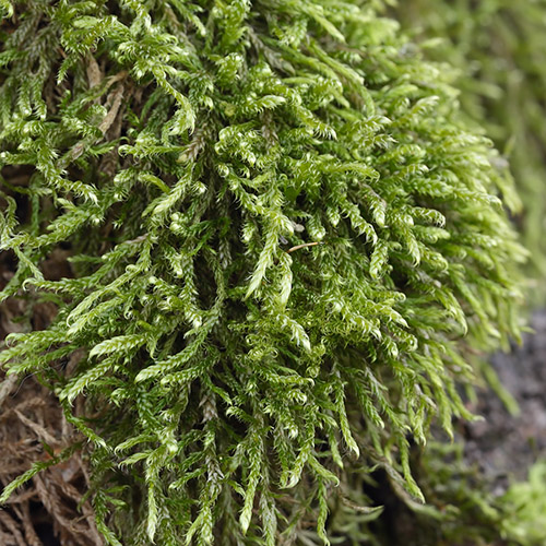 ������� ����������