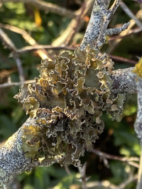 ����������� �������������, ������������� �������������, �������� �������������