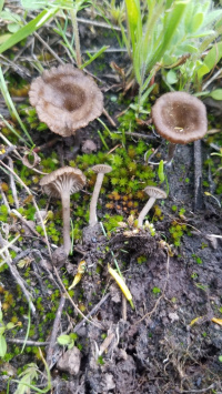 Arrhenia obscurata�