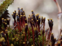 ����������� ����������