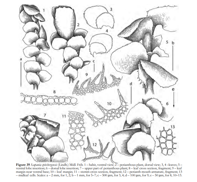 �������� ��������������