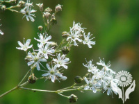 ����� �������