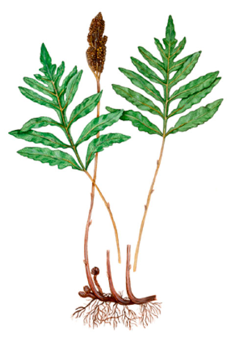 ������� ��������������