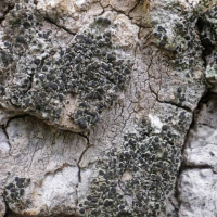 �������� �������