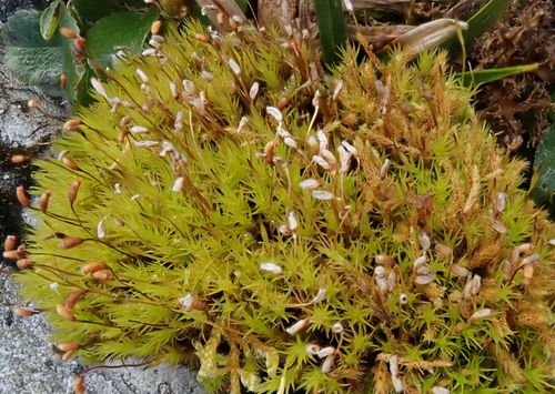 ��������� �������������