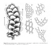 �������� ��������������