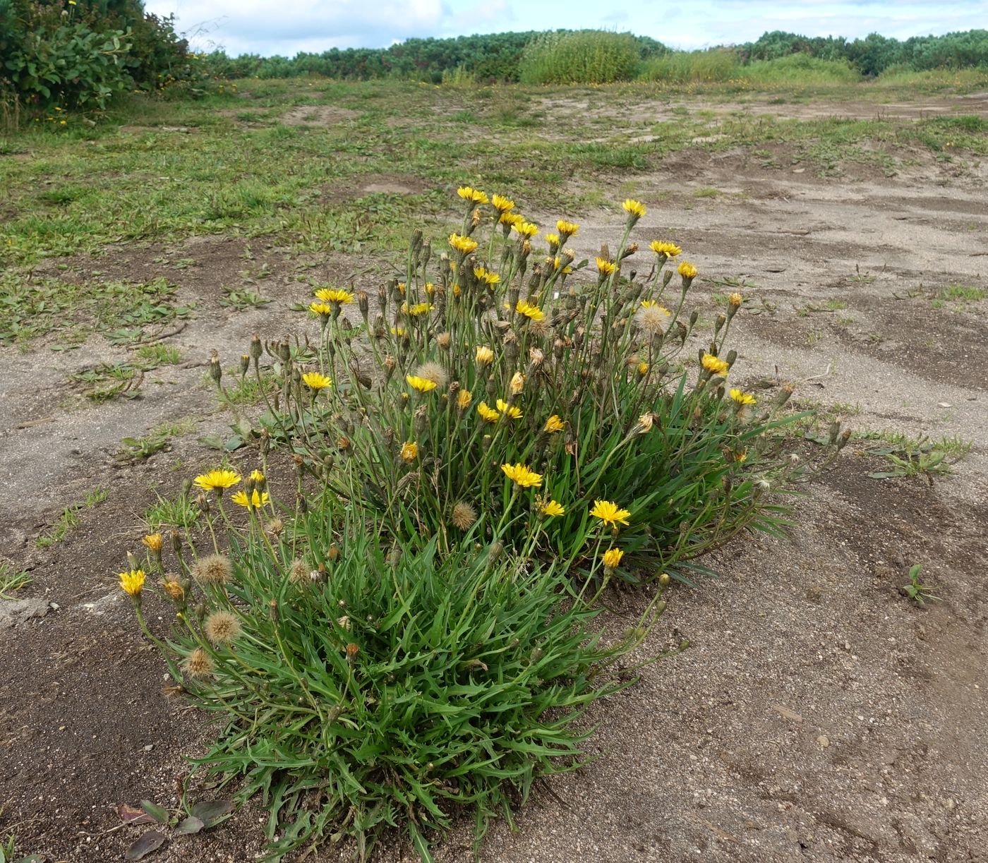 ������������ �������