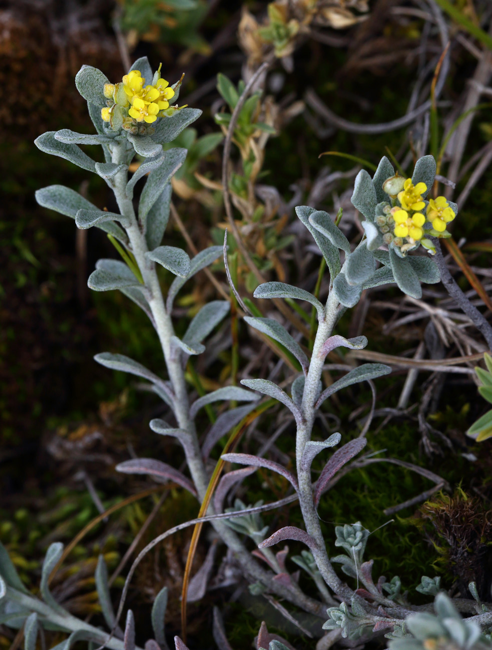 ���������� �����������������