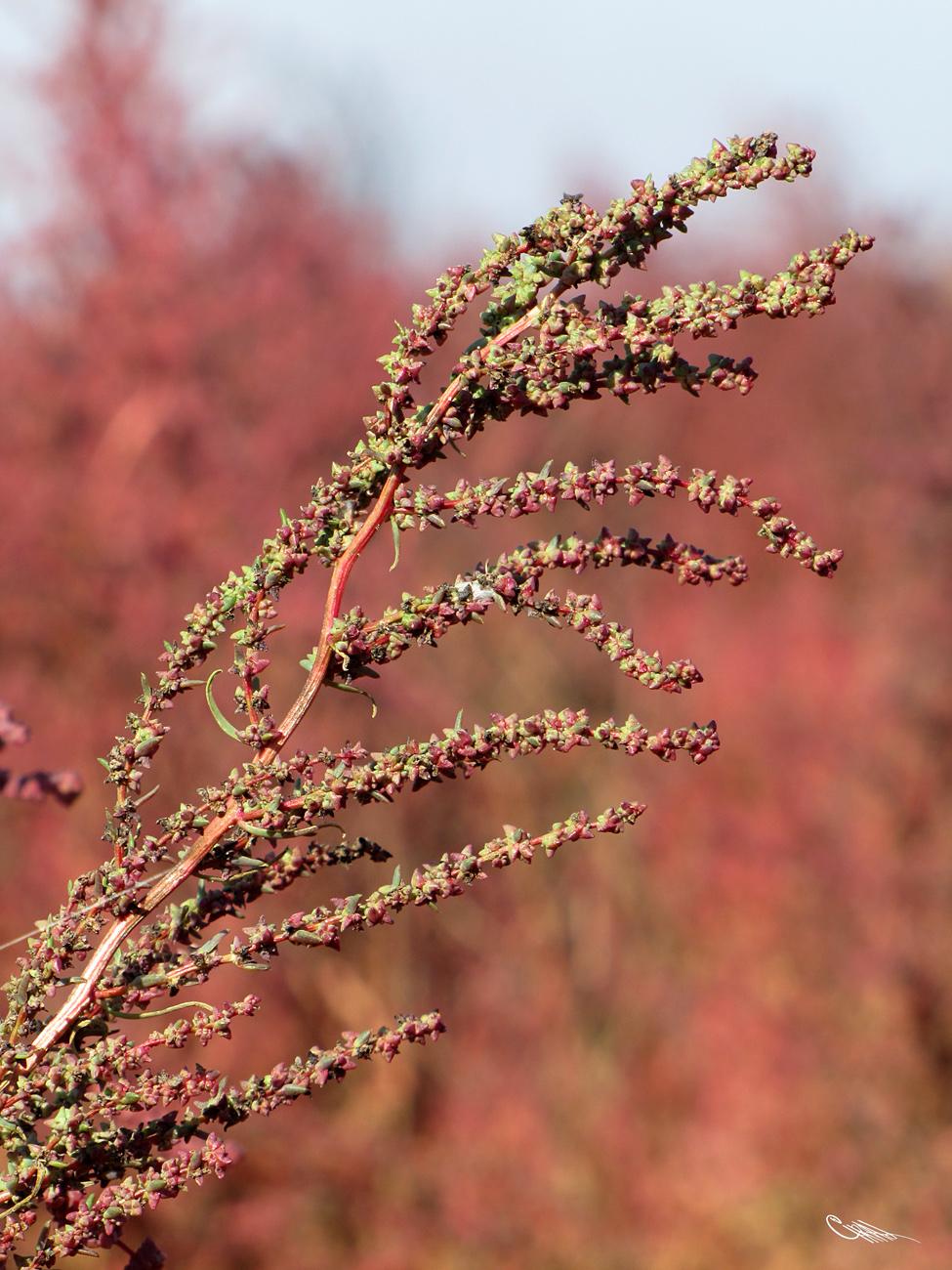 ����� �����������