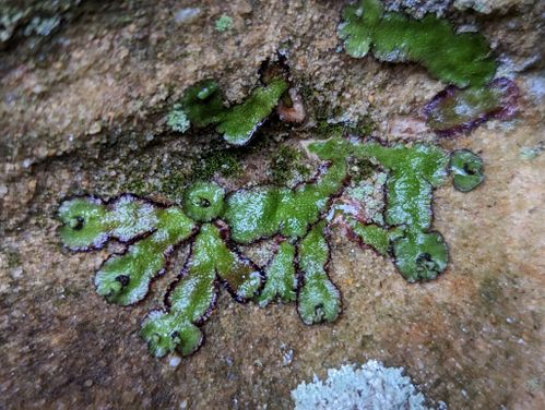 ������� ��������������