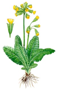 ��������� ����������������