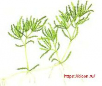 ����� �������