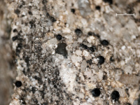 Acrocordia subglobosa