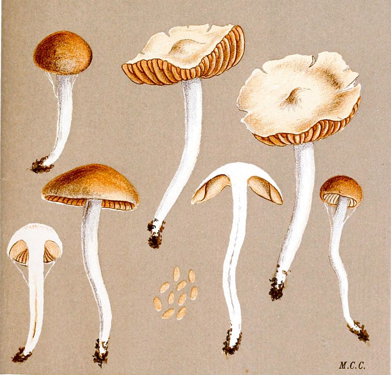 ��������� �����������