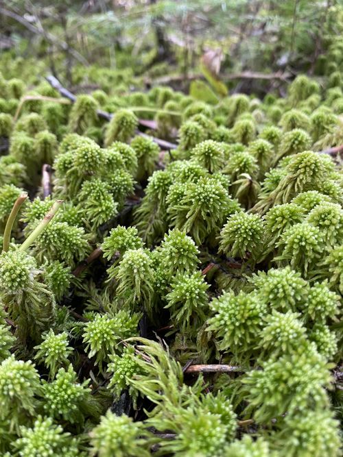 ������� ������