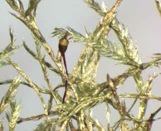 ��������������� ���������������