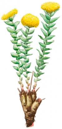 ������� ������� (������� ������)