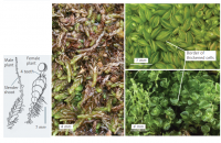 ����������� ���������