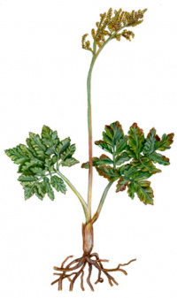 ����������� ��������������� [���������� ���������������]