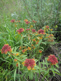 ������� �������������