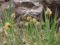 ����� �������-��������