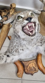 ������ ���� 