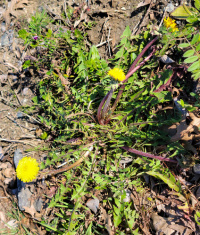 ��������� ��������������