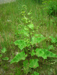 ����� ���������