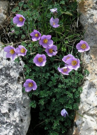 ����������� ������������