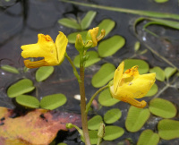 ���������� ��������������