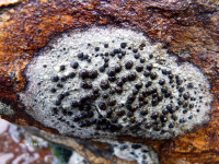 �������� �����������