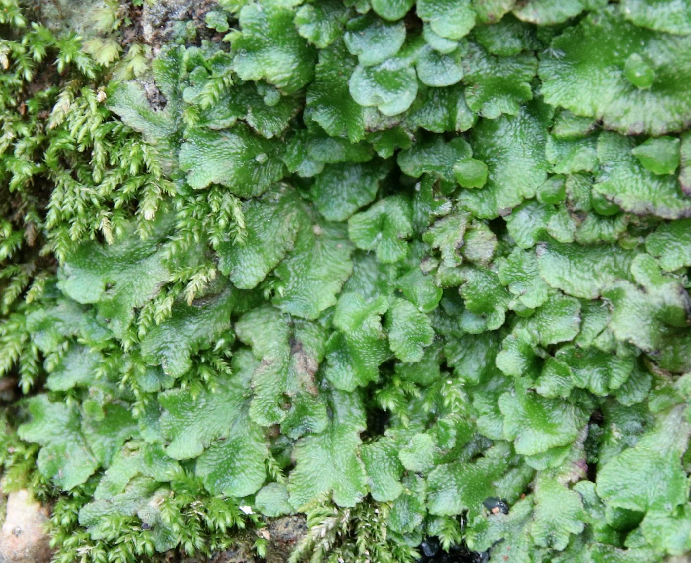 ������ ��������������